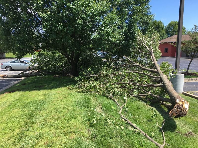 Bradford pear with half of the tree split off at the base and lying across the lawn next to a parking lot light pole