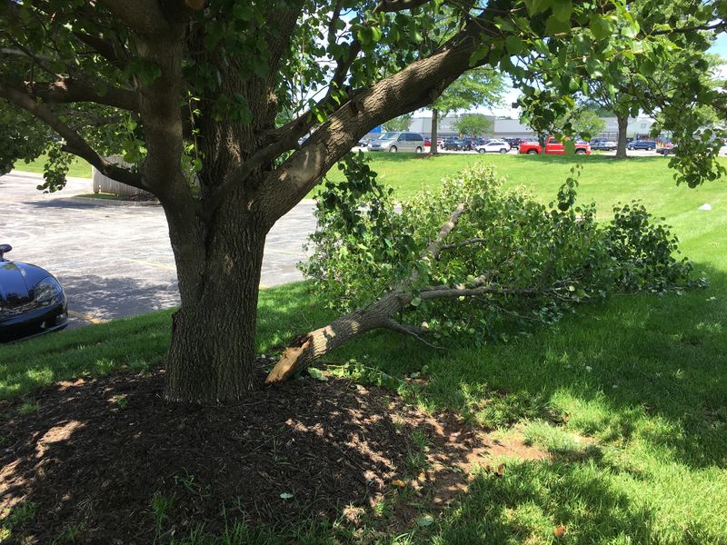 Bradford pear with a large limb split off at the trunk by wind and lying on the lawn beside a parking lot