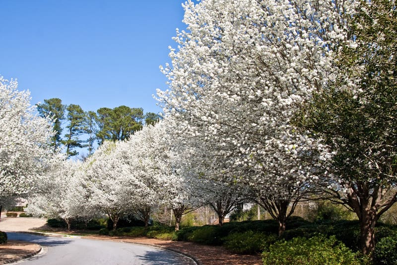 image of bradford pear