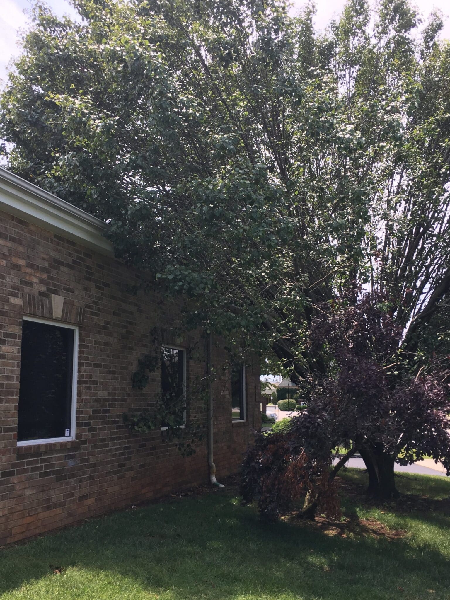 bradford+pear+on+roof tree close to house