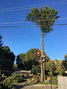 topping a tree for removal