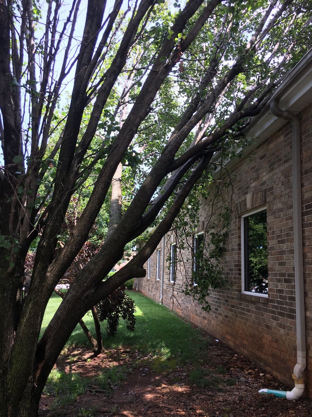 attachment-5bf5c5e2758d46f32344612f tree branch rubbing on shingles