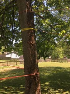 straps holding tree in place