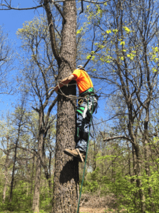 employee demonstrating tree climbing safety