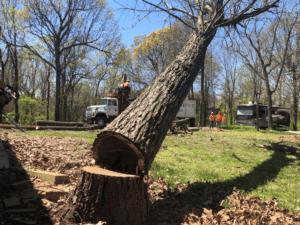 a felled tree
