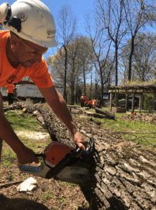 cutting a fallen tree into sections