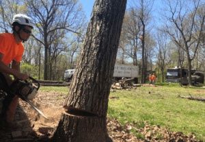 felling a tree