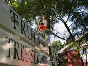 tree trimming