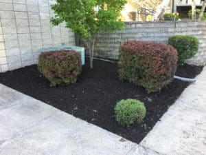 ornamental shrub trimming