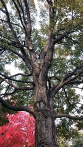 tree after trimming