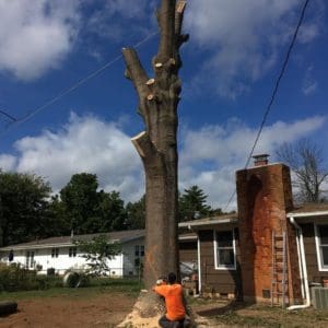 tree topped and removal