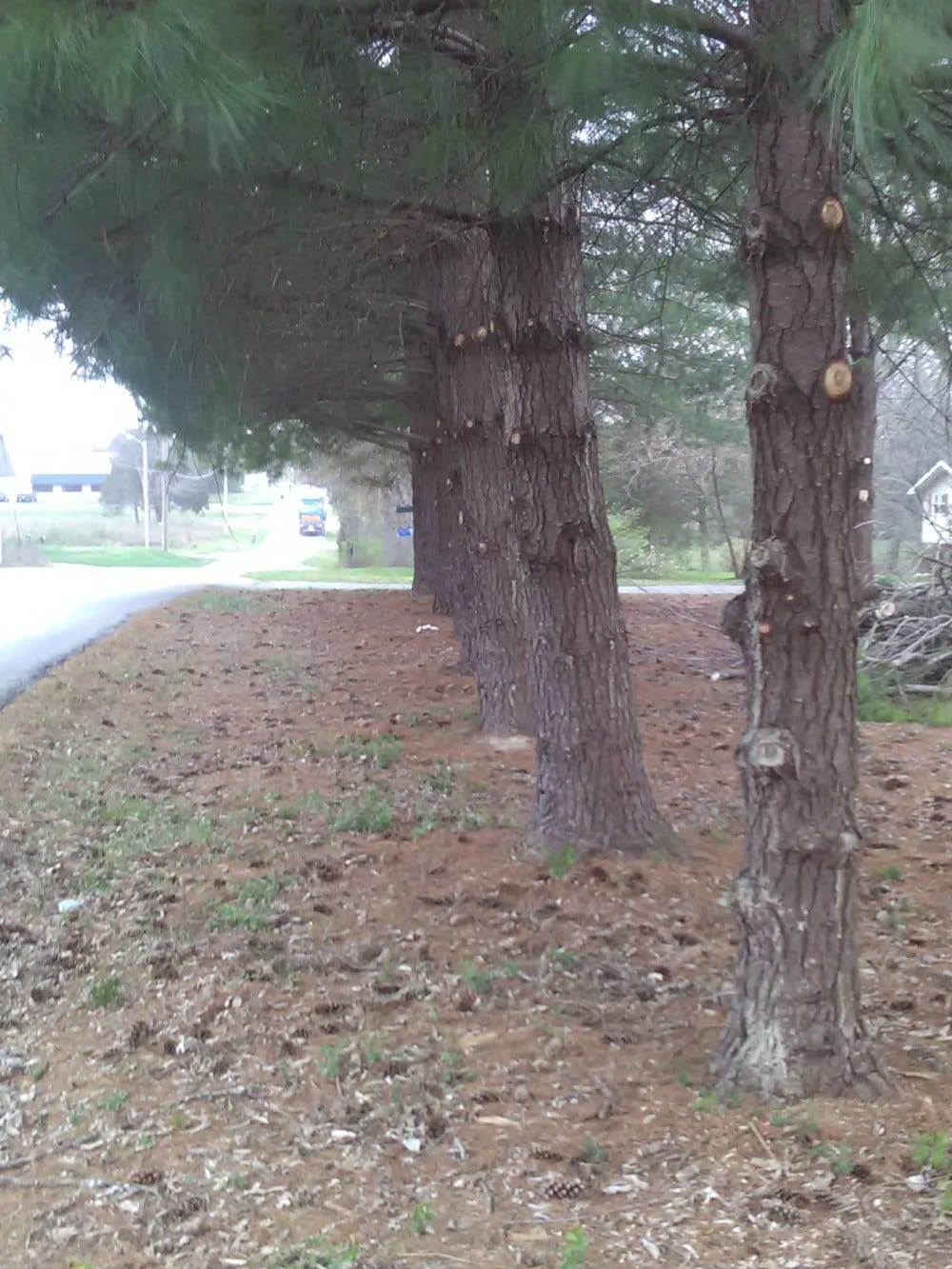 cedar trees trimmed up 6 feet