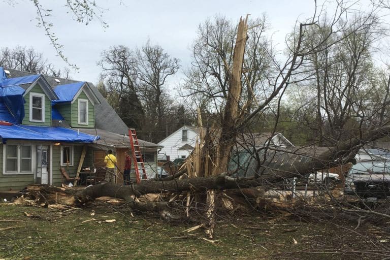 Storm-split tree fallen across a yard beside a house with blue tarps on its roof.