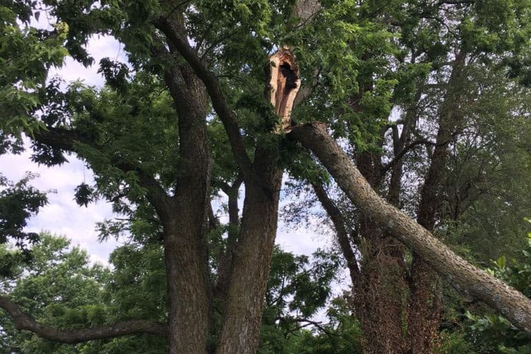 Split tree limb with exposed hollow wood and a broken branch hanging in a leafy canopy.