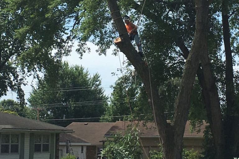 Climber in an orange shirt and helmet working high in a large tree near houses.