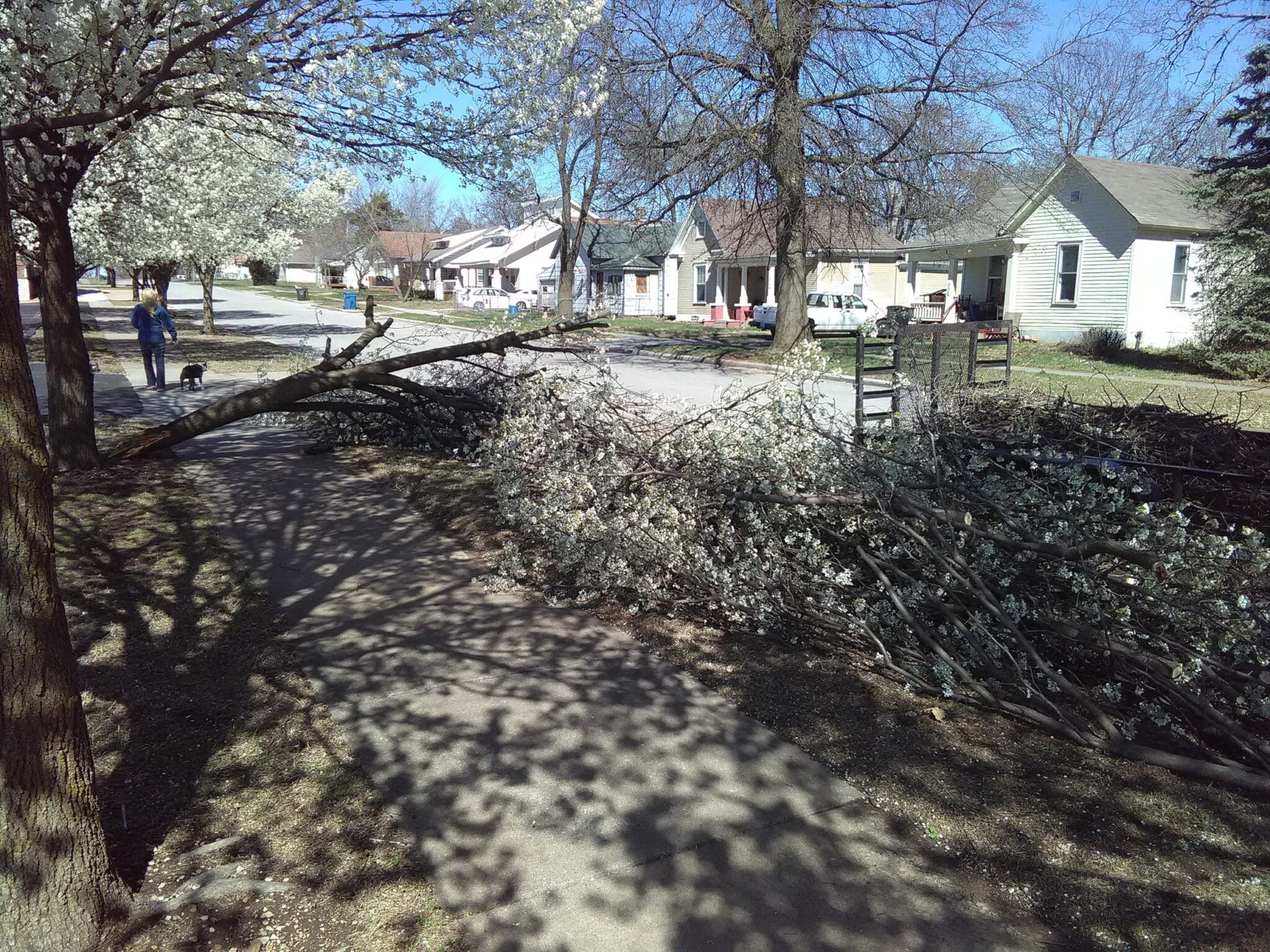 Fallen flowering pear tree limb lying across a sidewalk on a residential street.