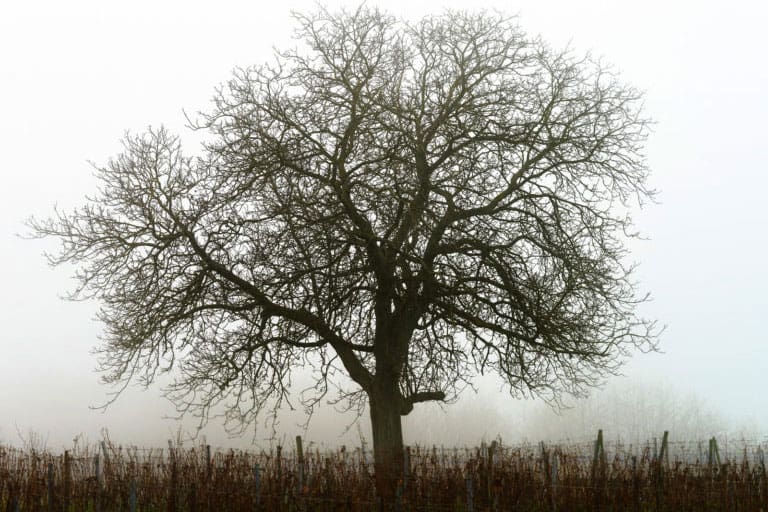 Bare leafless tree in winter fog beyond a fence and dormant field plants.