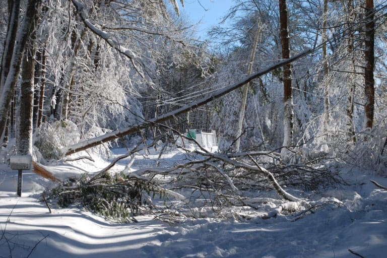 Snow-covered woods with a fallen tree and broken branches across a road and power lines.