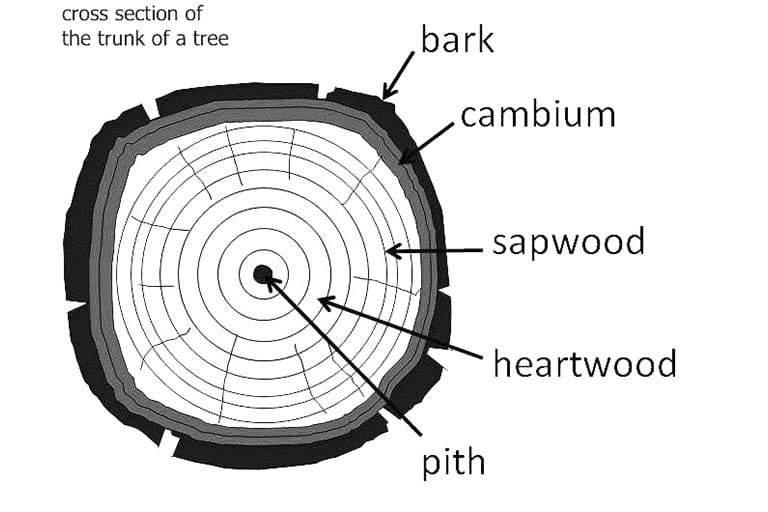 Diagram of a tree trunk cross section labeling bark, cambium, sapwood, heartwood and pith.