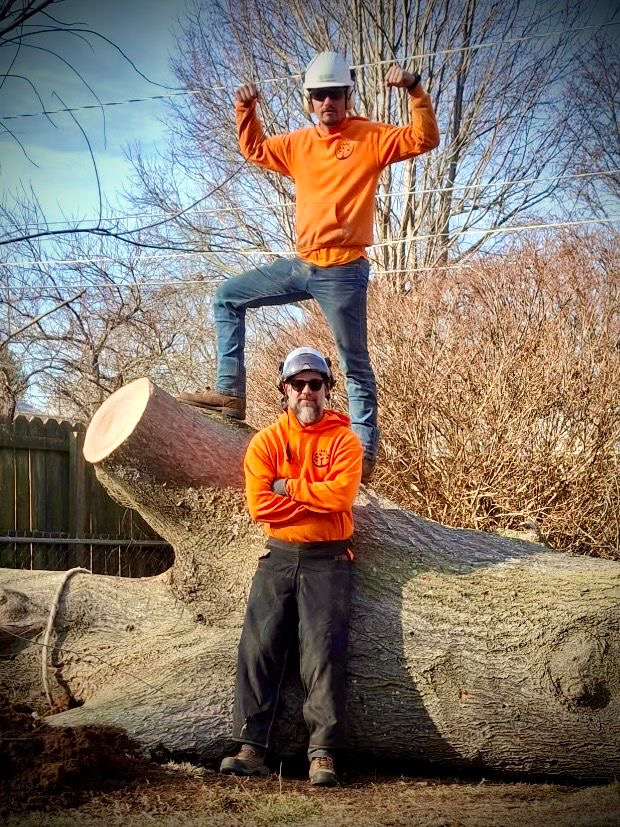 two of our employees on a large tree that has been felled in Springfield MO