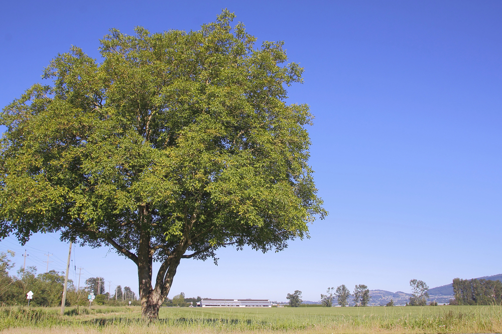 picture of a elm tree in a Missouri field by Strafford