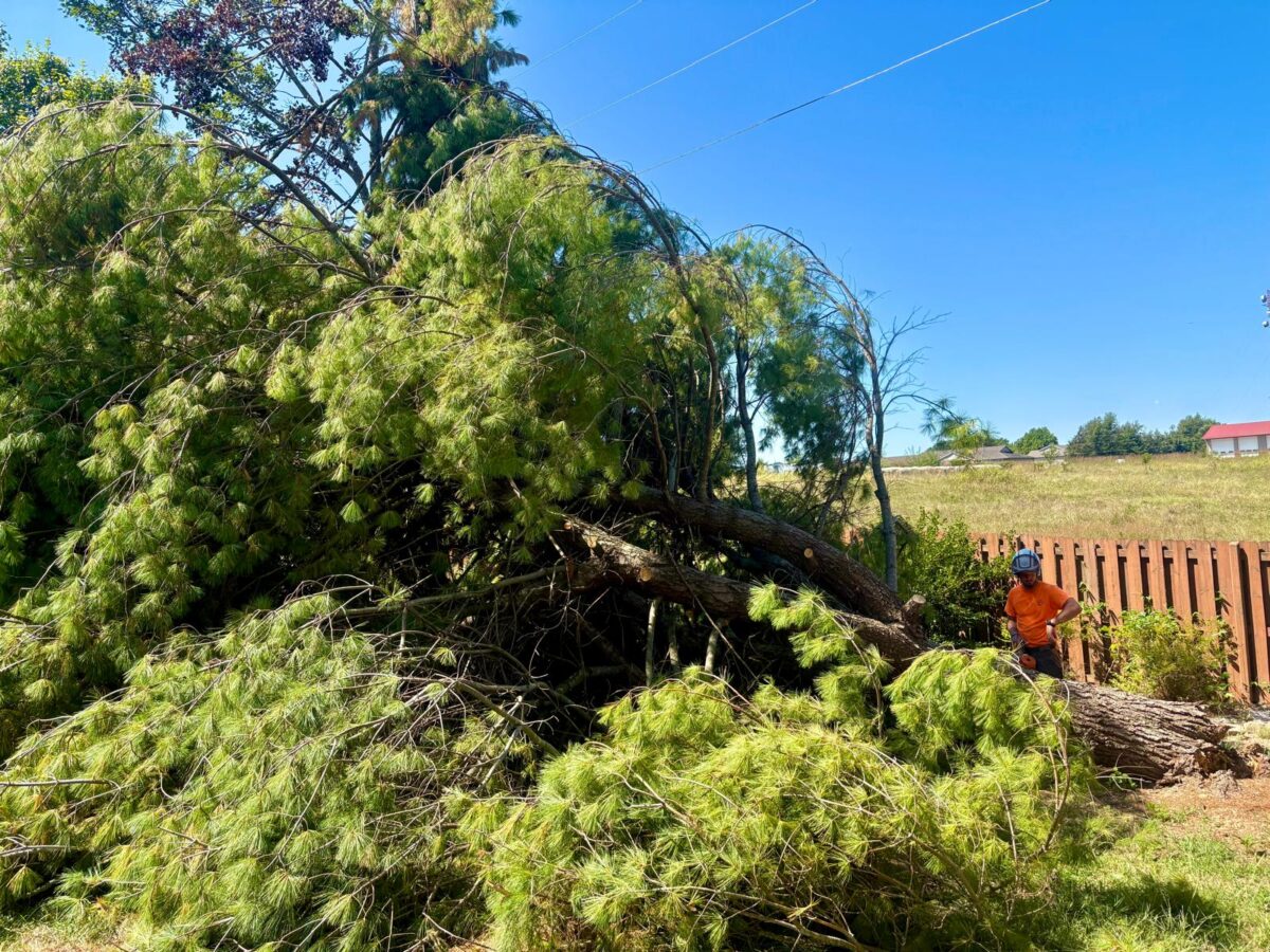 Large tree fallen across yard/driveway after storm