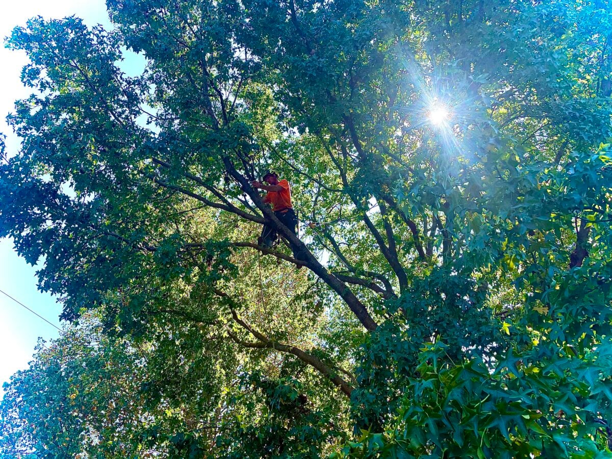 Trufast climber tied in high in a tree canopy, cutting a limb with a chainsaw
