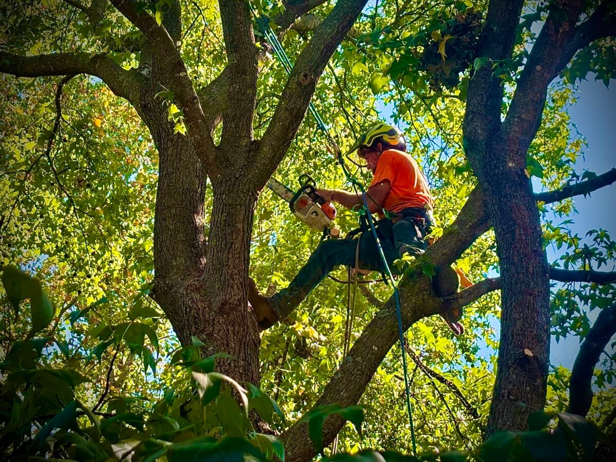 Climber cutting branch against blue sky, sawdust