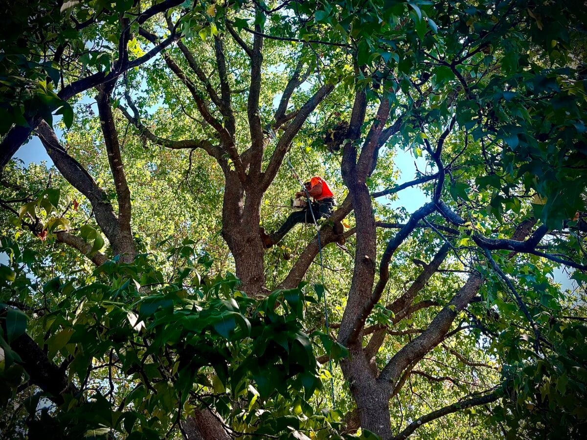 Climber silhouetted in canopy holding chainsaw