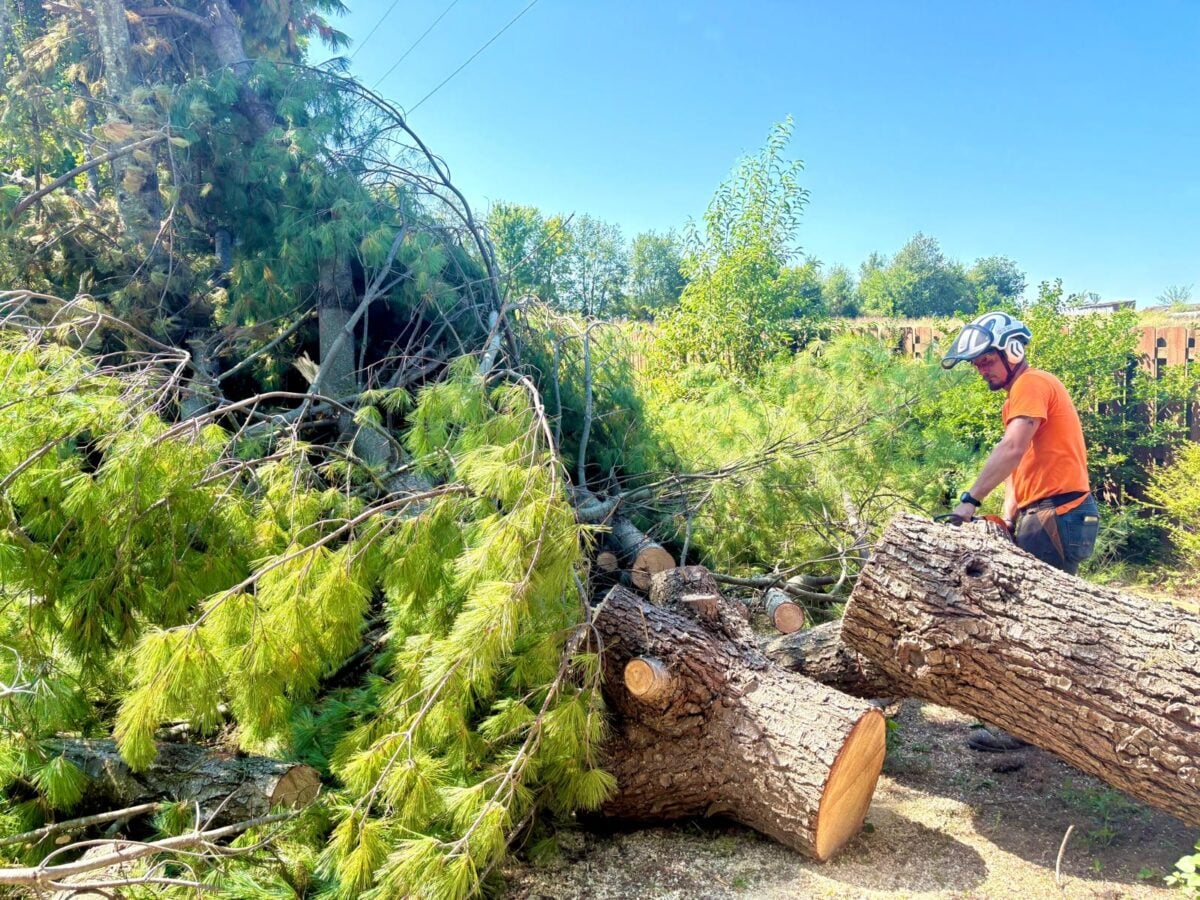 Smiling worker cutting fallen log, house/street bg