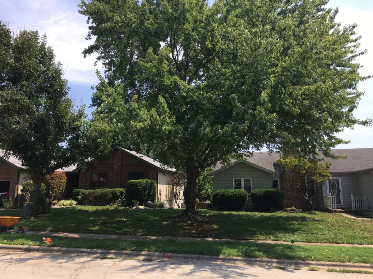 A large front-yard tree after trimming, raised and thinned so the houses behind it show again