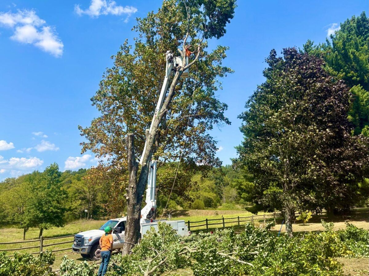 Bucket truck worker high in tall tree
