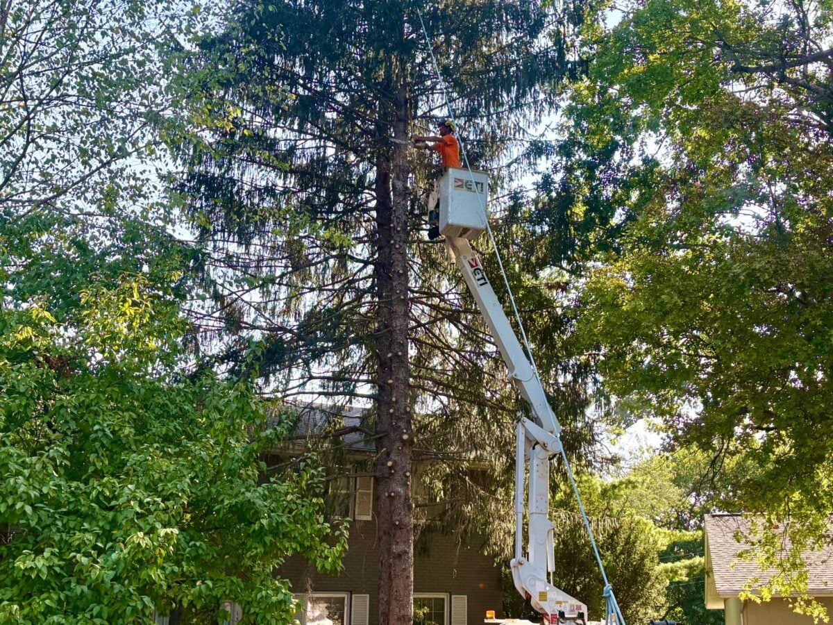 Bucket truck raised into pine, worker trimming