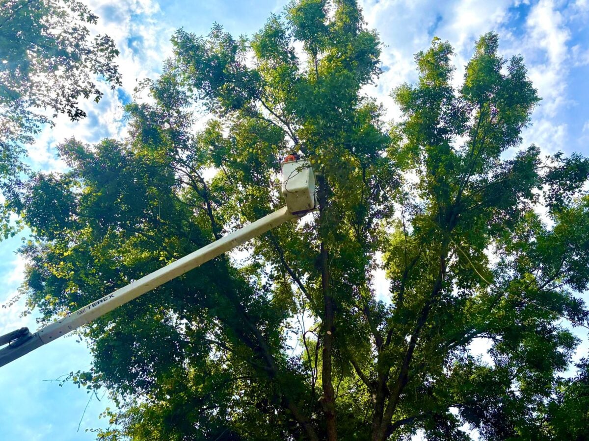 Bucket truck worker cutting near top of tall bare tree by house