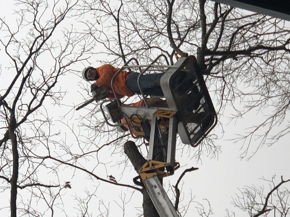 Bucket-truck worker cutting bare tree, PPE obscures face