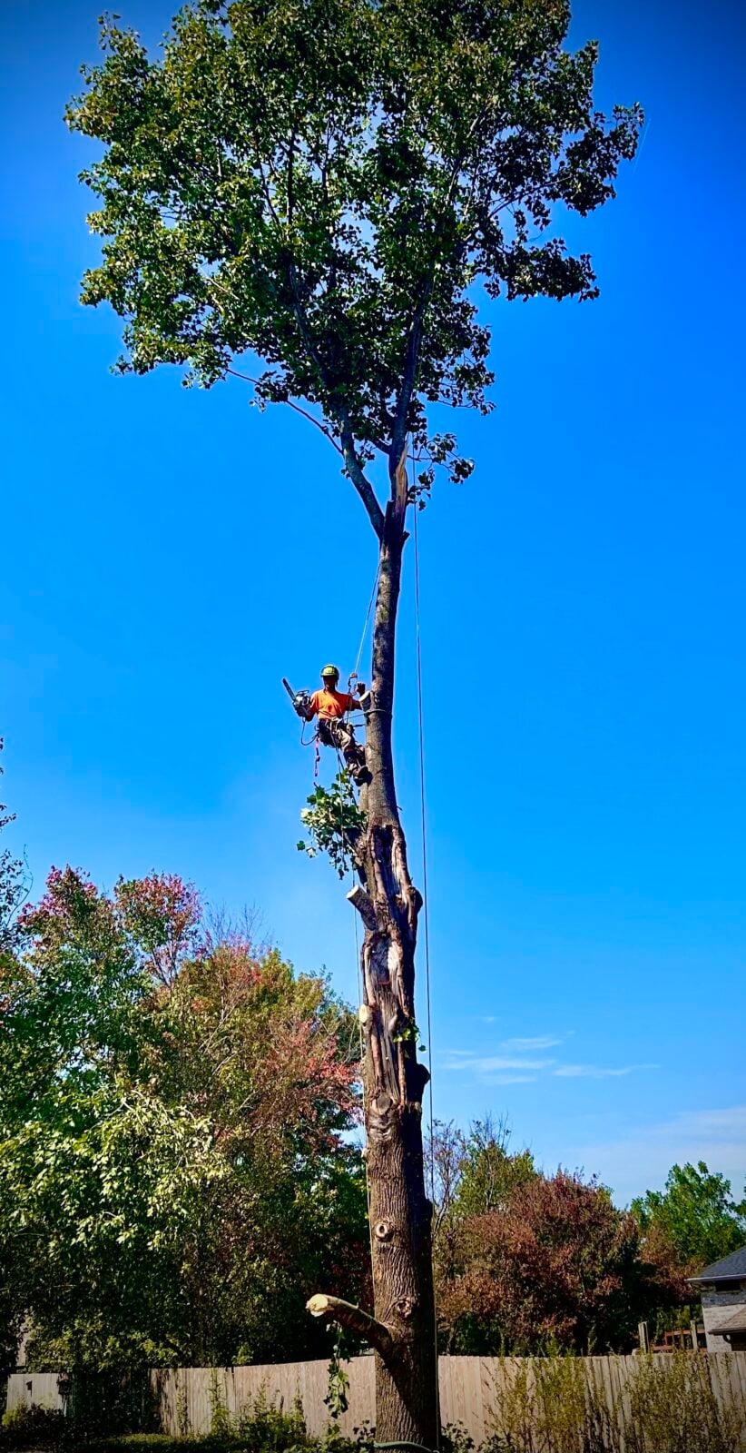 Tall bare tree mid-removal, climber near crown
