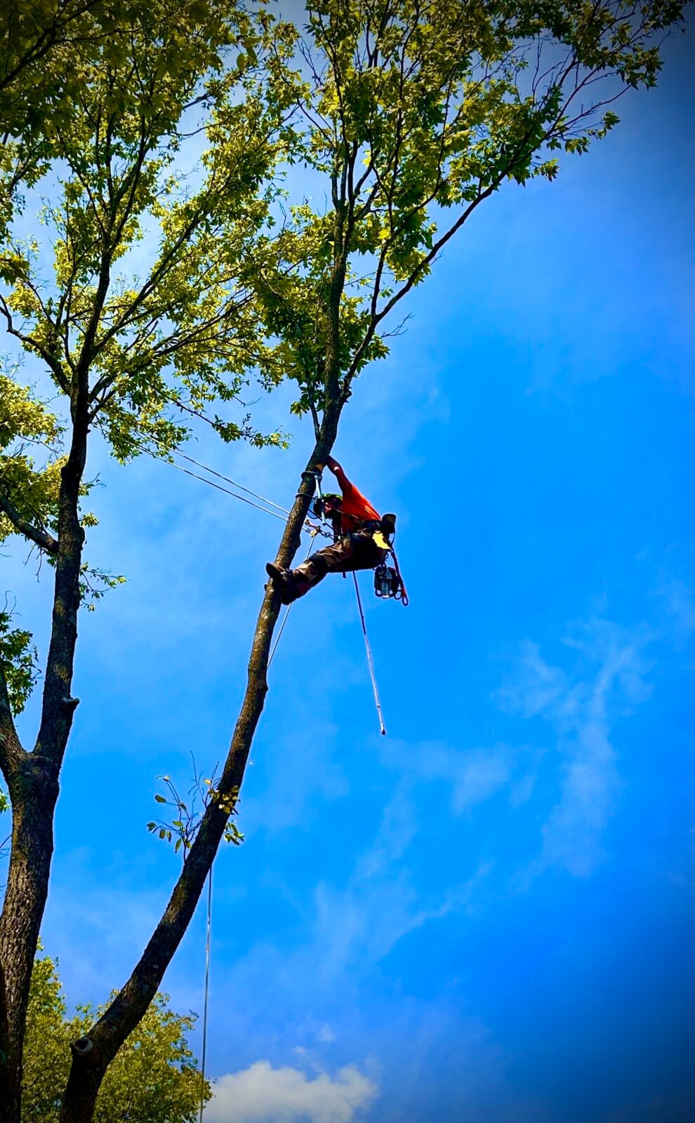 Climber near top of very tall tree, rope to ground