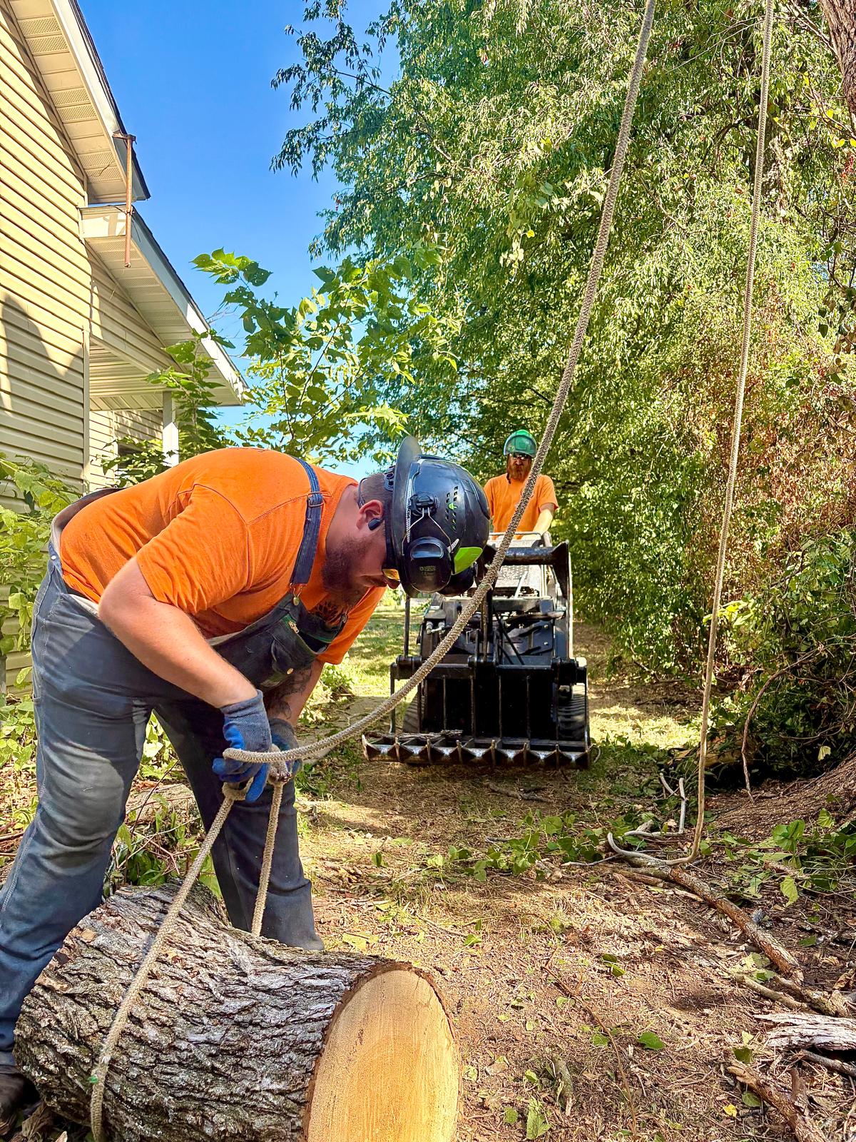 Two crew dragging cut log with rope strap, skid-steer bg