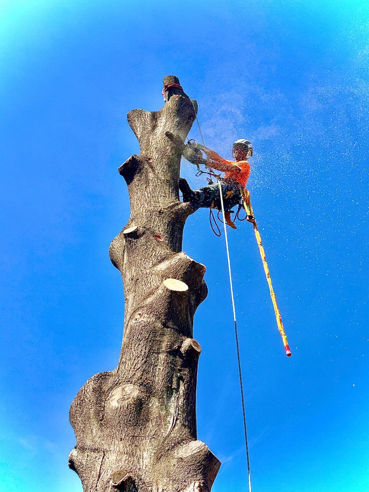 Climber near top of topped tree, sawdust spraying