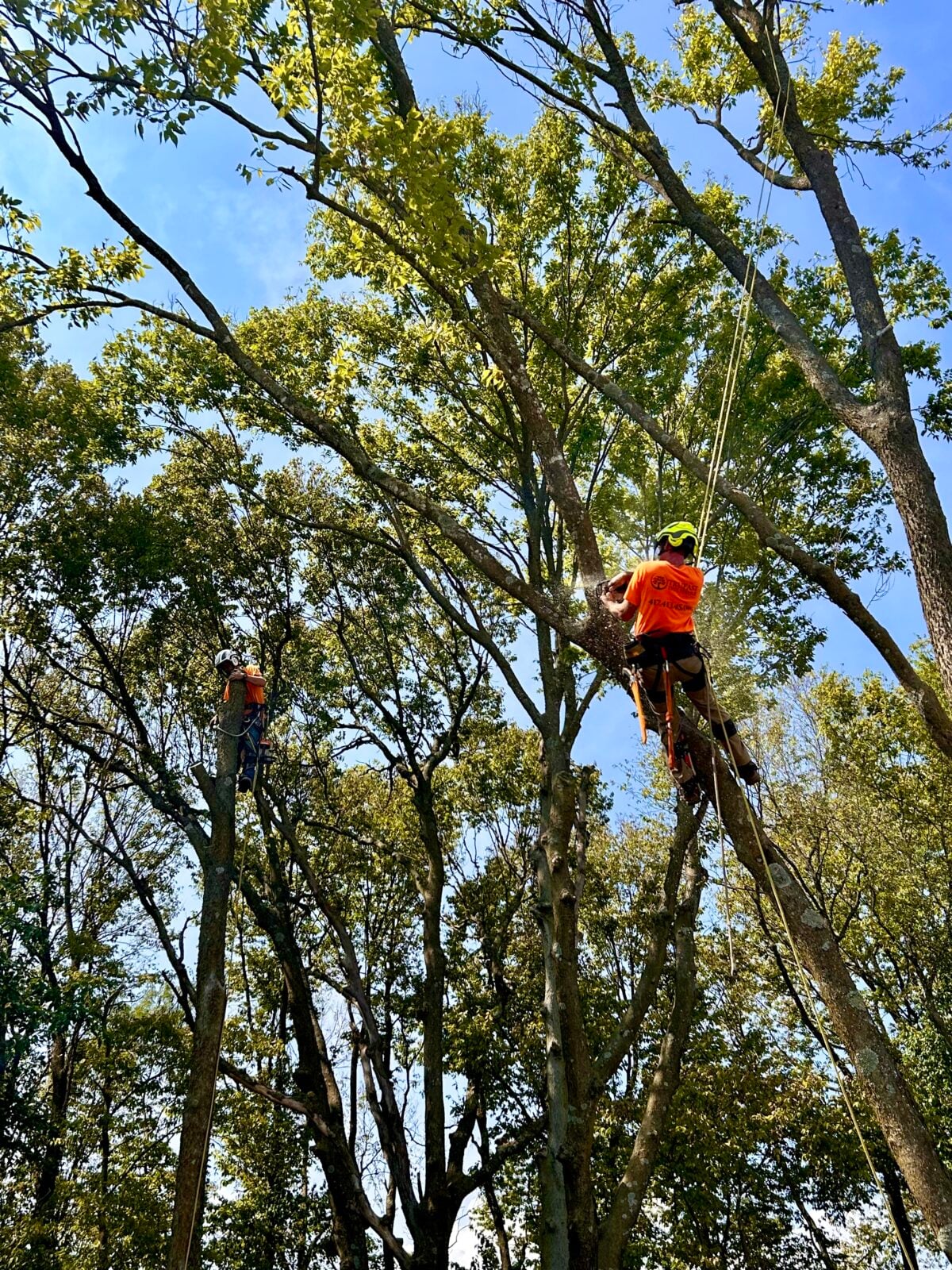 Two climbers pruning high in leafy tree