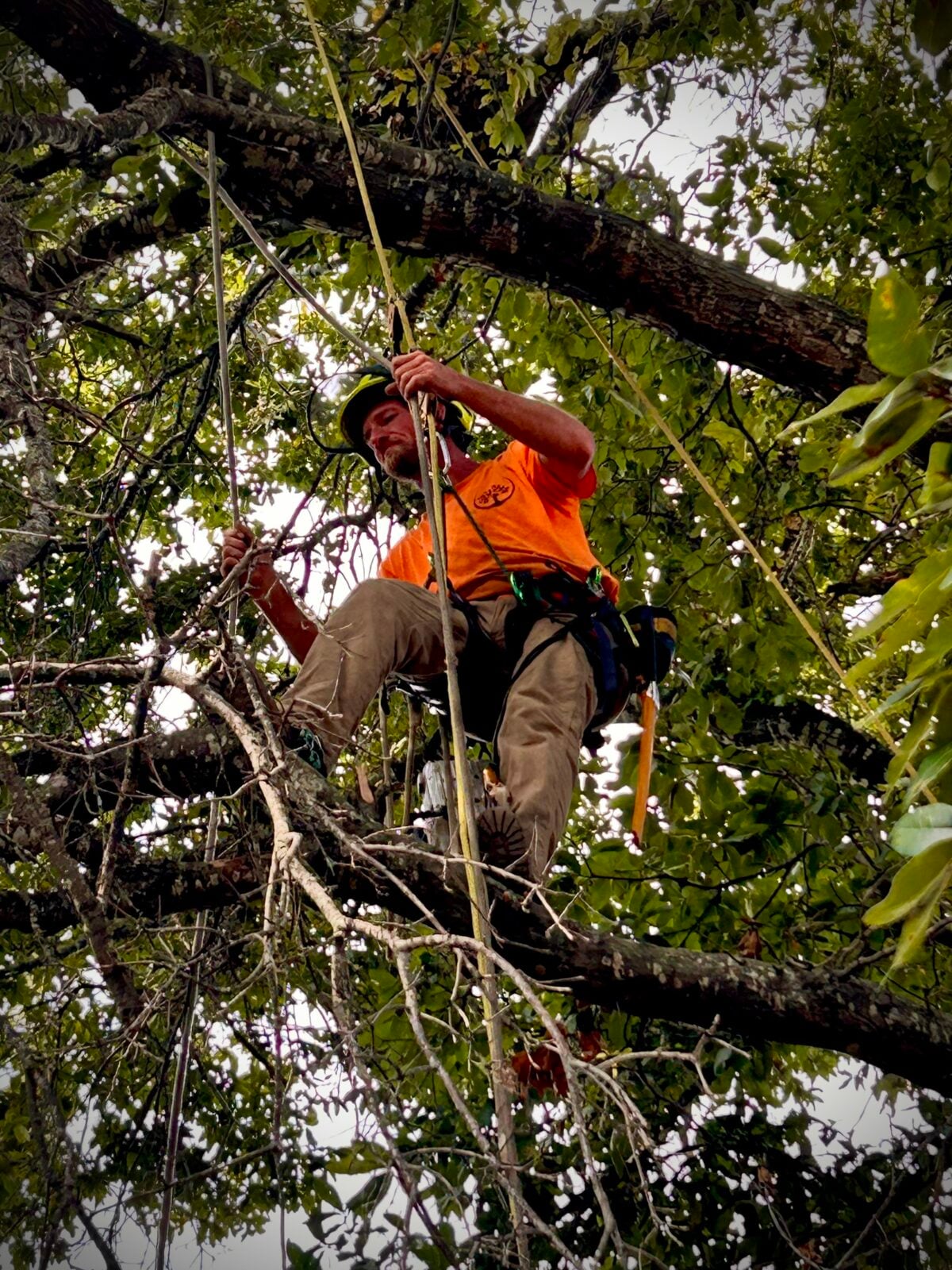 Climber ascending tree on ropes