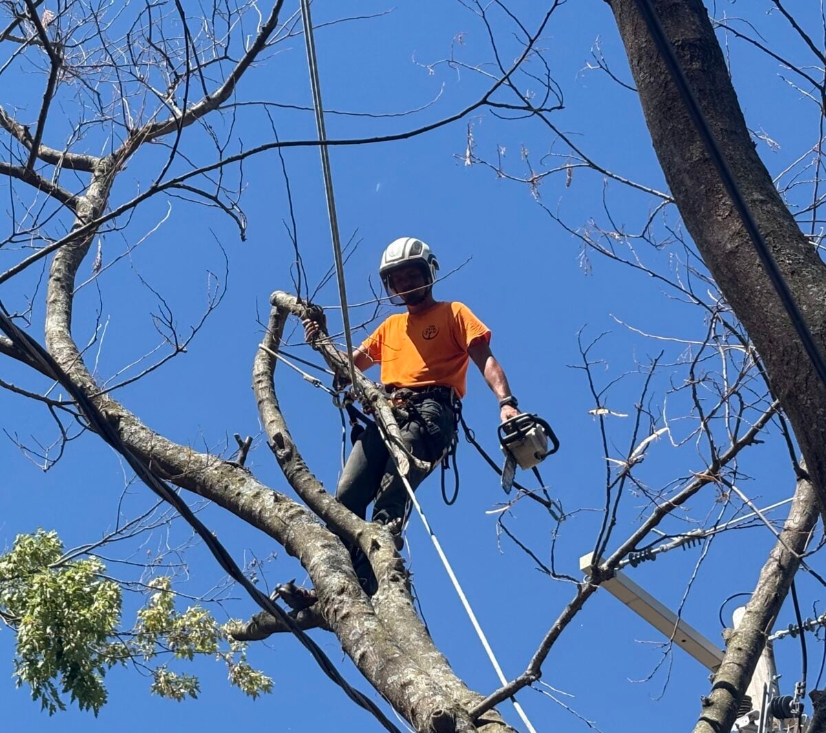 Climber up in bare branches near power line