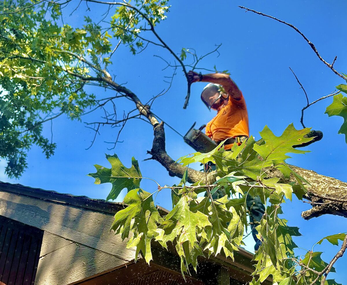 Worker cutting overhanging branch above house roof