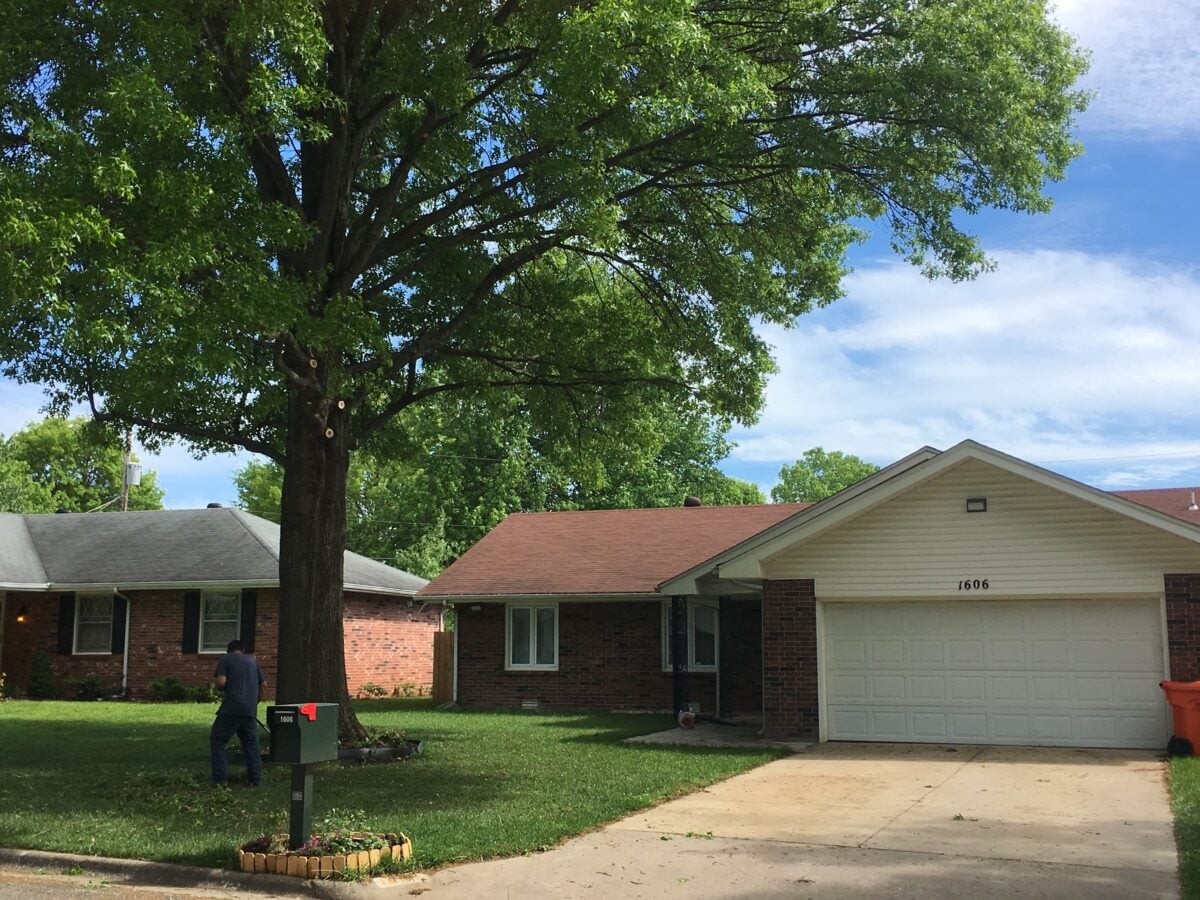 Freshly-raised shade tree, brick ranch house