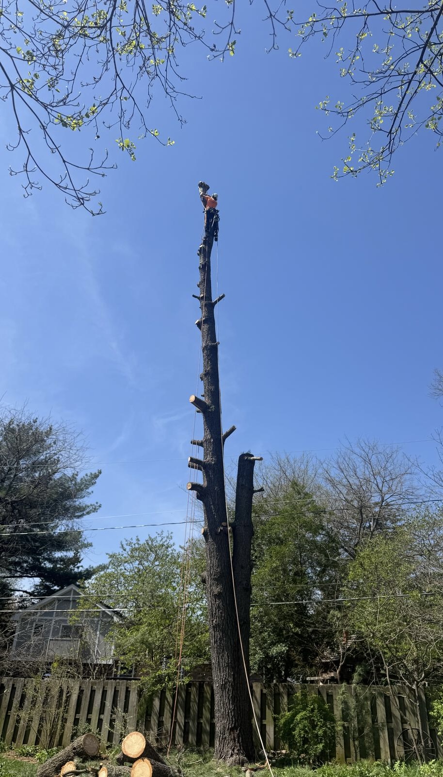 Climber near top of dead limbed trunk, cut rounds at base