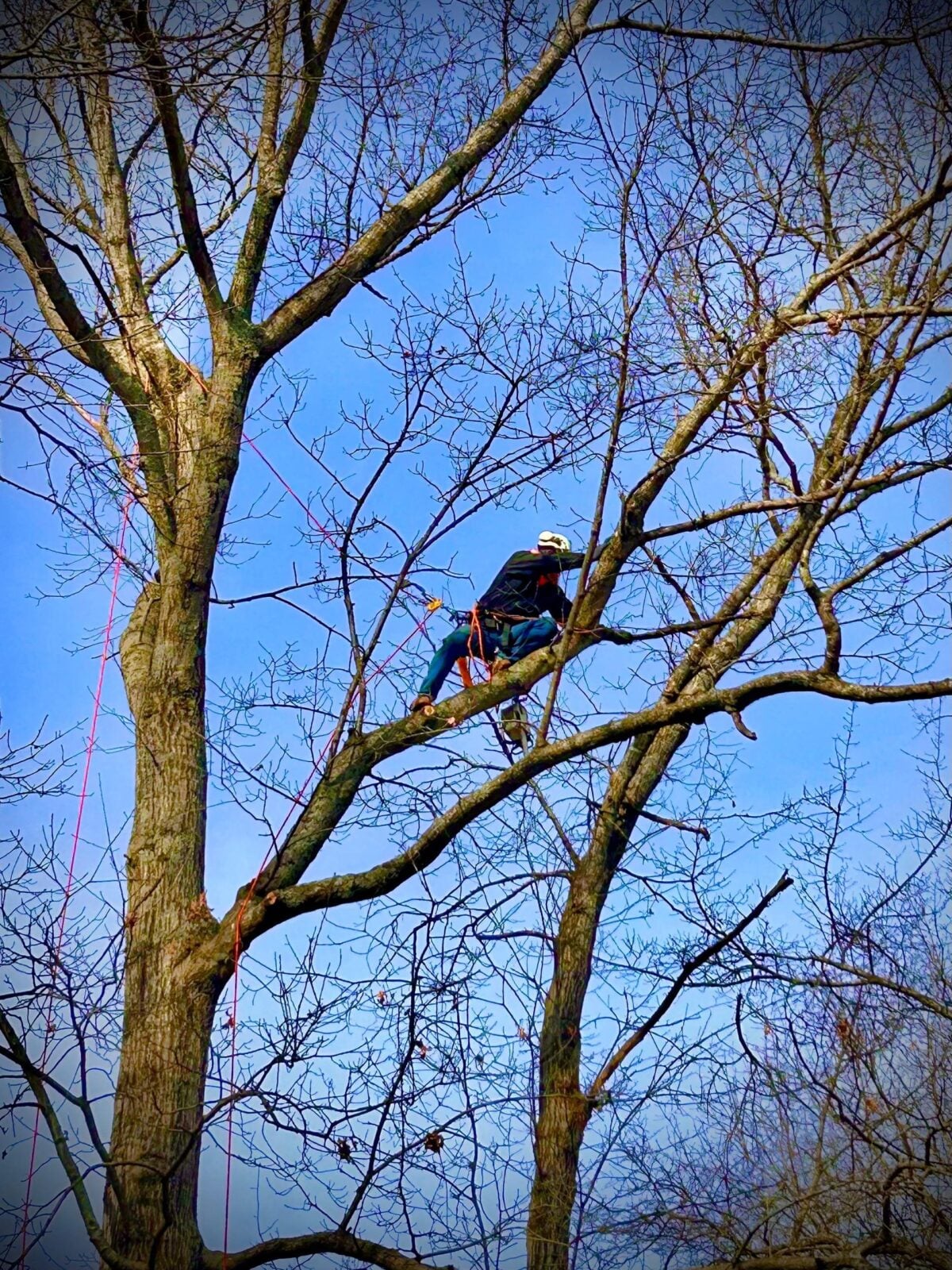 Trufast climber tied in high in a bare winter canopy, working his way along a limb on a rope system