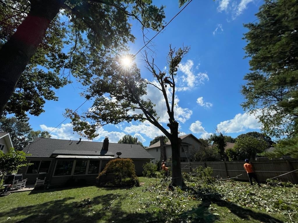 Trufast climber high in a backyard tree beside a house, with ground crew working below