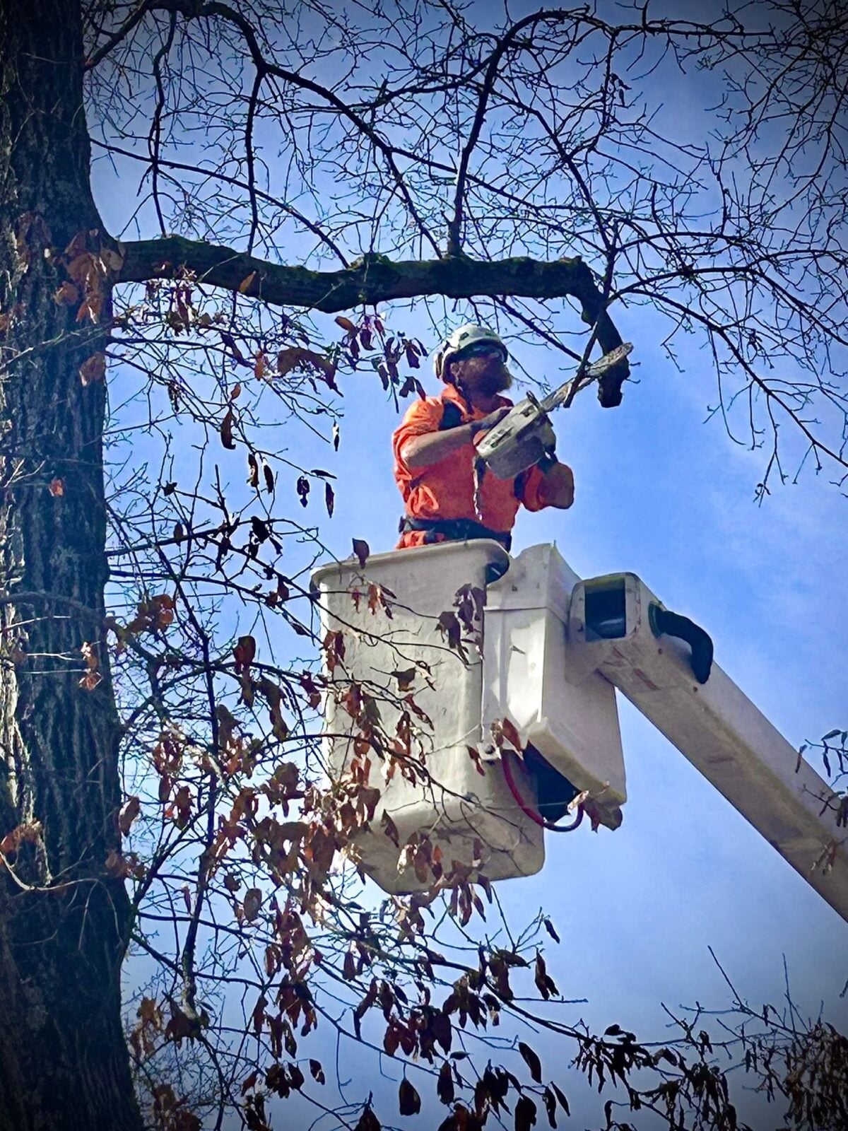 Trufast climber in a bucket truck pruning a limb with a chainsaw