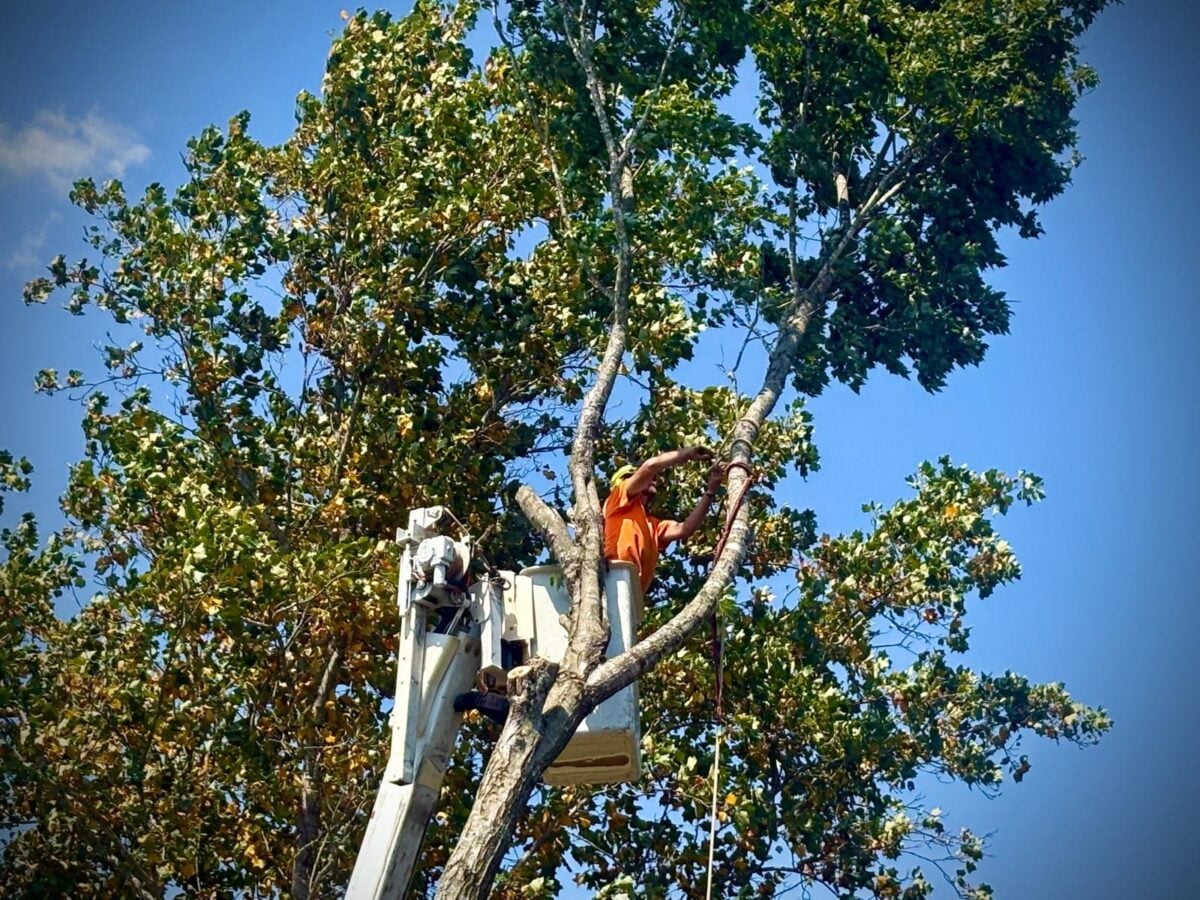 Trufast climber in a bucket truck rigging a rope on a tall tree before cutting