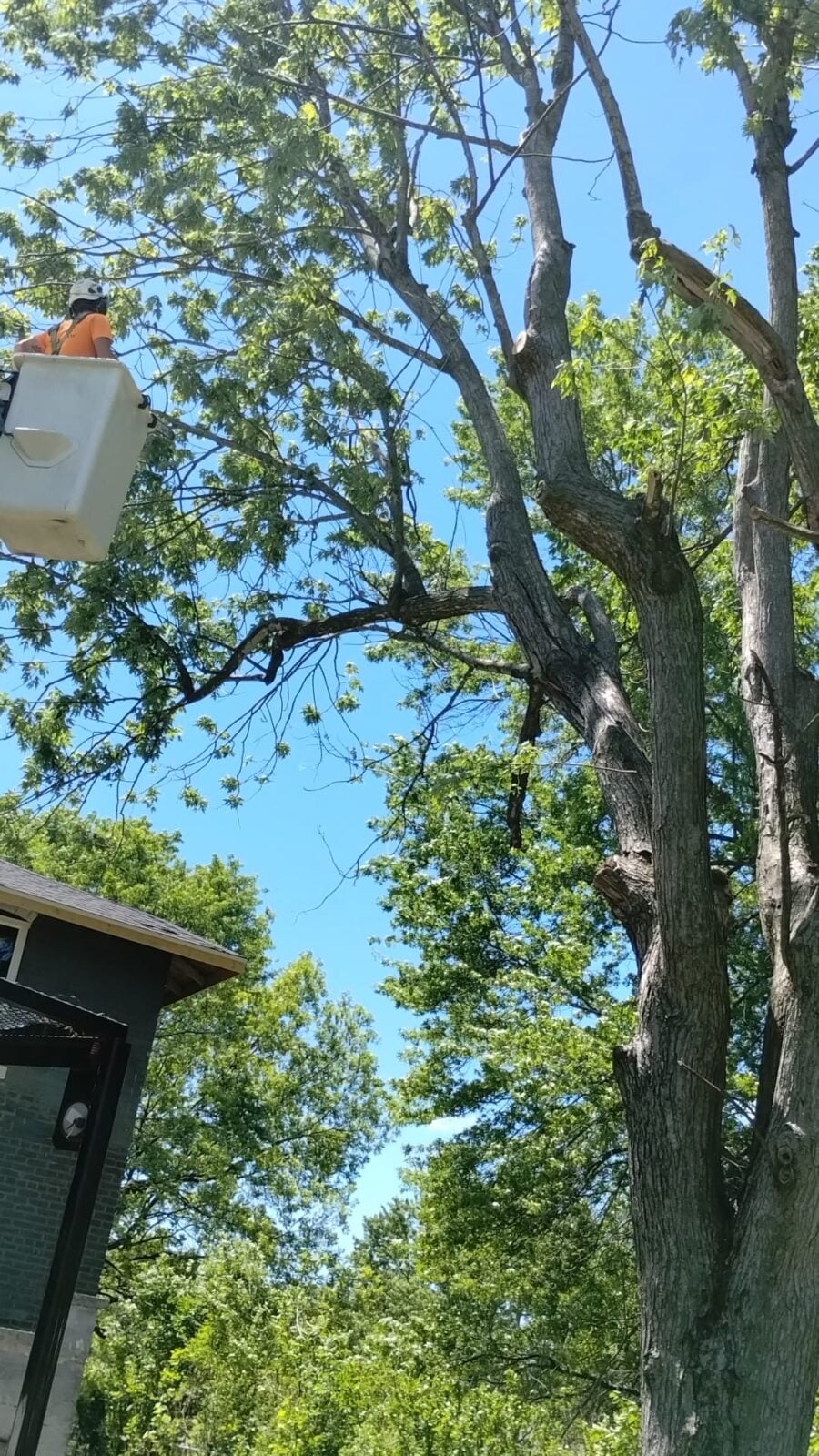 Trufast climber in a bucket truck reaching the limbs of a large tree that hang over a house roof